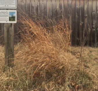 Senesced switch grass, Panicum virgatum, December 2017